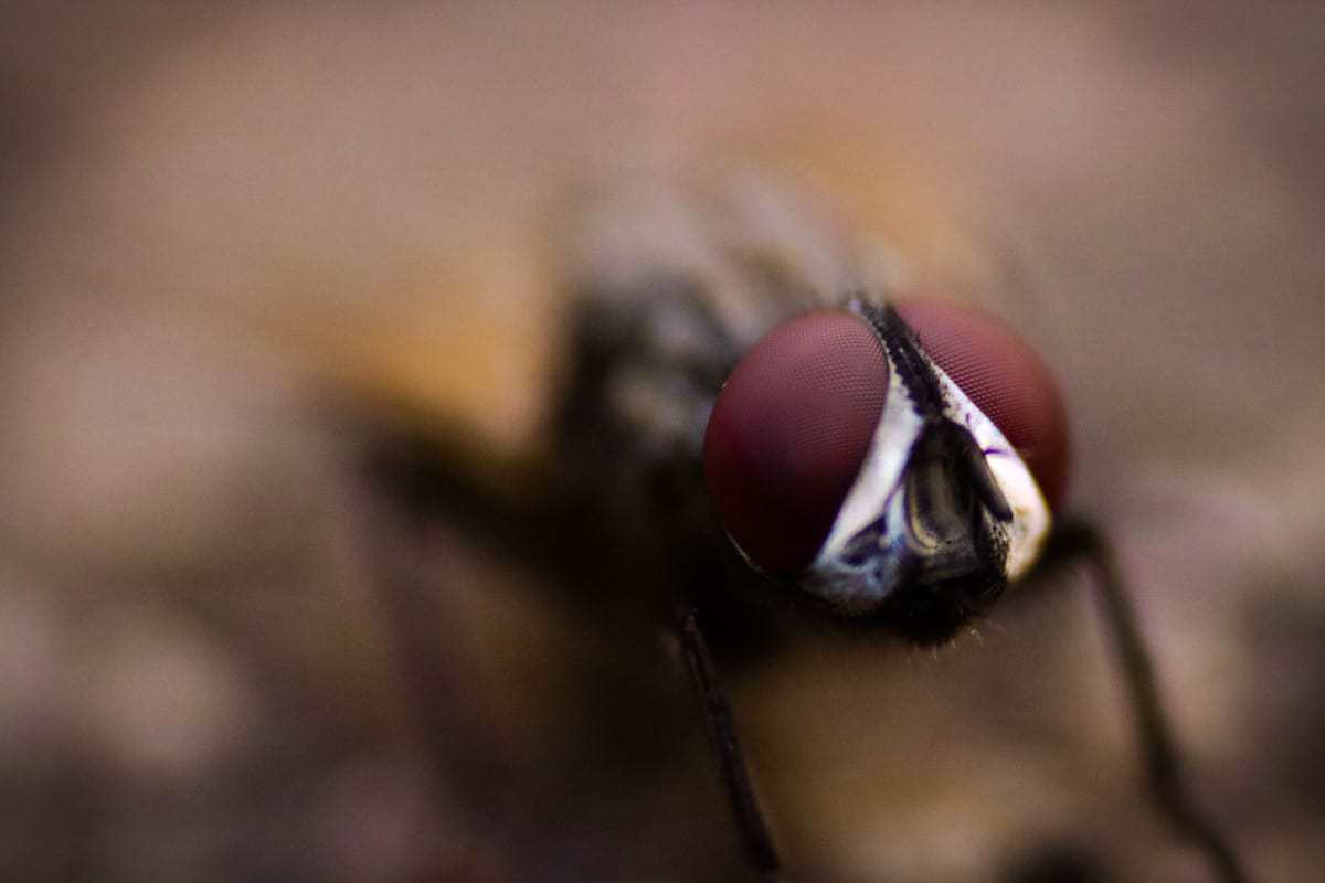 Why do i have so many flies in my yard pest control zone