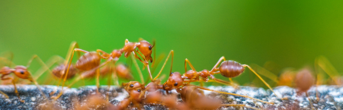 how to get rid of fire ants naturally